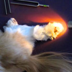 Healing Asia using color and light on her paw